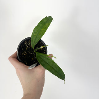 Hoya medinillifolia [#2323]