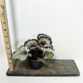 Begonia 'Steve Rosenbaum' [#2089]