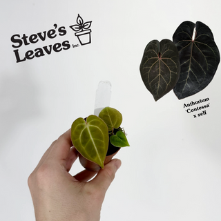 Anthurium 'Contessa' x self - 2 Seedlings [#1613]