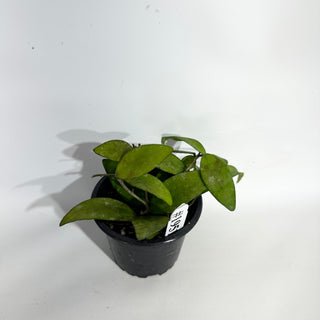 Hoya flagellata (gold) [#1951]