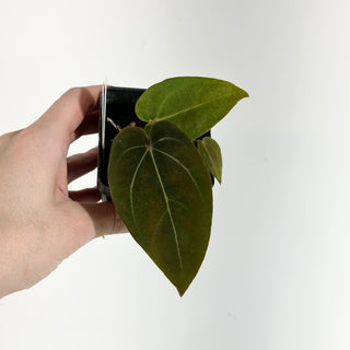 Anthurium magnificum/'Doc Block F2' x warocqueanum [#1976]