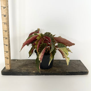 Begonia 'Ginny Galaxy' [#2265]