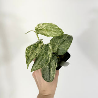 Scindapsus pictus 'Peasun' [#1599]
