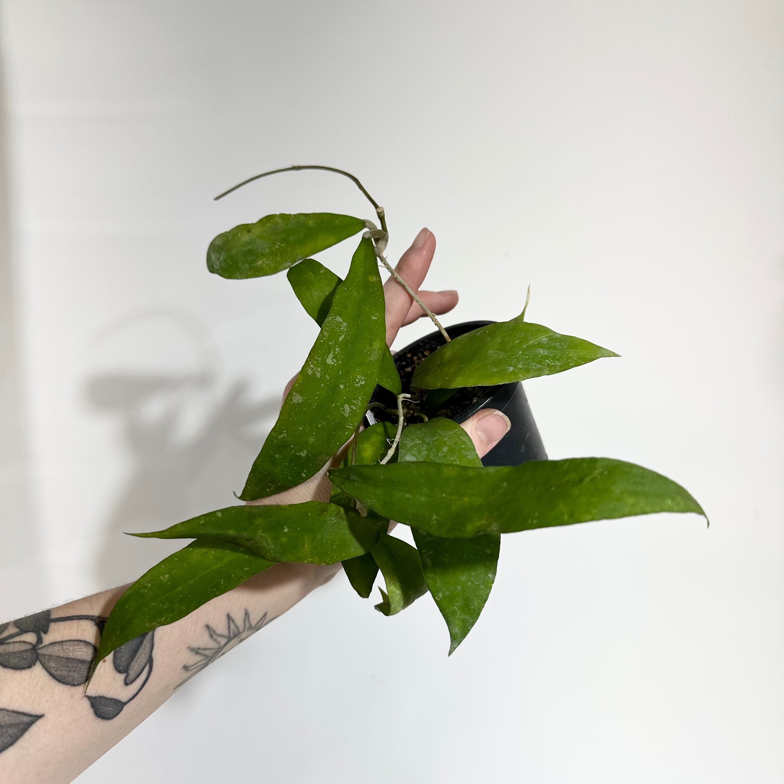 Hoya occulata Mamasa, 大株 Hoya occultata – Aroid Market