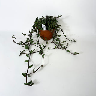 Z-5235 - Callisia navicularis - 6" Hanging Basket