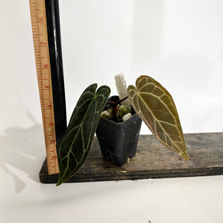 Anthurium 'Prince of Darkness' x carlablackiae [#1988]