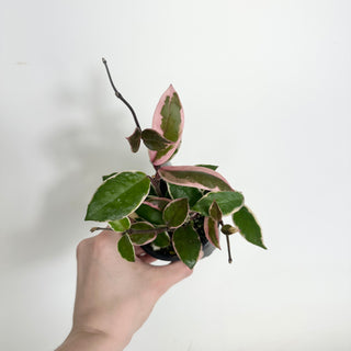 Hoya carnosa 'Purple Pride' [#1998]