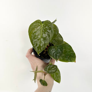 shingling philodendron Philodendron aff. brandtianum (Shingling Form)