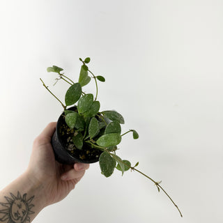 Hoya sp. ETS 10 [#1650]