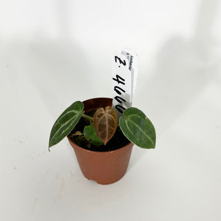 Z-4666 - Anthurium 'Tezula Dreamweaver'/dorayaki x 'Arnold Schwarzenegger' - Seedling