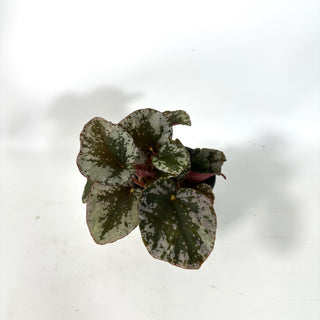 Begonia sykakiengii [#2168]