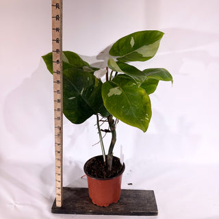 Philodendron 'White Princess' (Non-TC) [#1774]