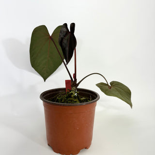 Anthurium 'Zara' x 'Amelia's Delight' [#1256]