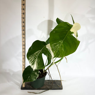 Monstera deliciosa var. borsigiana albo-variegata [#1850]
