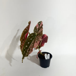 Begonia maculata (Variegated) [#2014]
