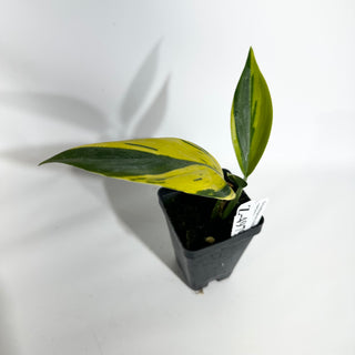 Z-4979 - Scindapsus coriaceus variegated
