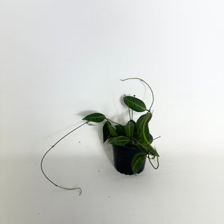 Dischidia lancifolia [#1990]