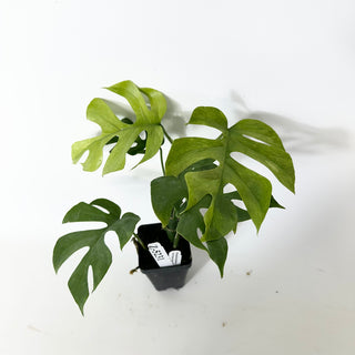 Z-5231 - Rhaphidophora tetrasperma ‘Mint’