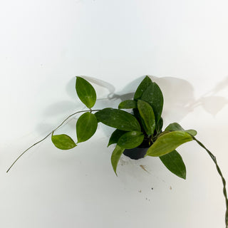 Hoya persiciana [#2186]