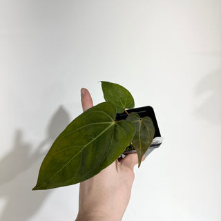 Anthurium 'Doc Block Lineage' x NSE Portillae [#1986]
