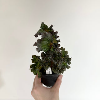 Begonia 'Harmony's Daenerys'