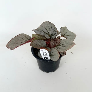 Begonia 'Rice Paper' [#2045]