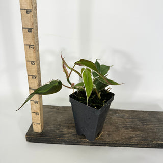 Z-4701 - Philodendron hederaceum ‘Micans Halo’