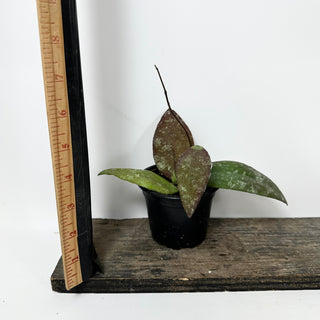 Hoya towutiensis [#1711]