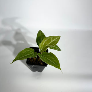 Anthurium magnificum/‘Silver Blush' x 'Arnold Schwarzenegger' [#1790]