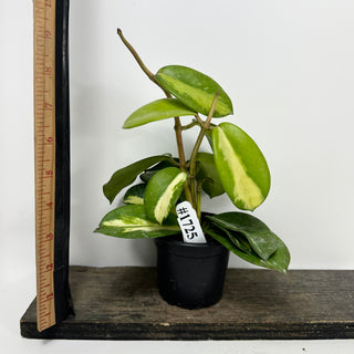 Hoya diversifolia (inner variegated) [#1725]