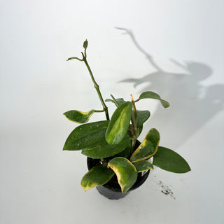 Hoya diversifolia albo-marginata [#2251]