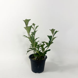 Hoya manipurensis