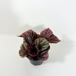 Begonia 'Snowberry' [#2099]