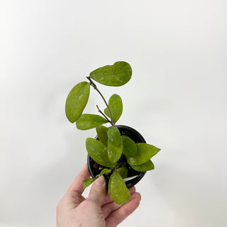 Hoya elmeri (splash) [#1673]