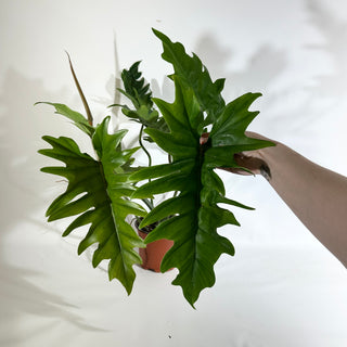 Philodendron 'Henderson's Delight' (Non-TC) [#1921]