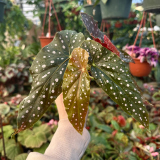 Begonia 'Whimsy'