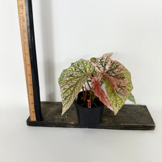 Begonia 'Snow Capped' (Variegated) [#2172]