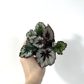 Begonia 'Harmony's Strawberry Shortcake' [#2167]