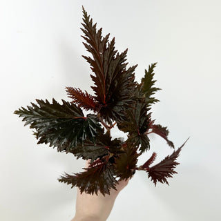 Begonia serratipetala 'Miri' [#2101]