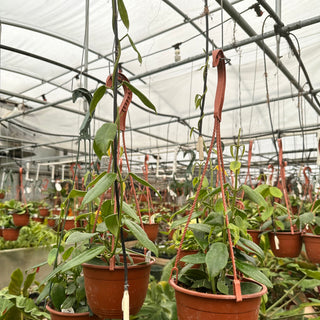 Hoya coronaria (pink)