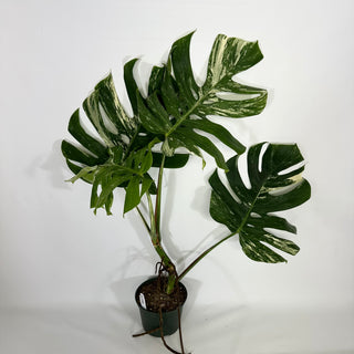 Monstera deliciosa var. borsigiana albo-variegata [#1350]