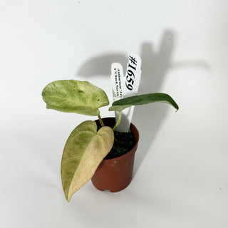 Anthurium 'Arnold Schwarzenegger' x 'Chuck Norris' - Seedling [#1659]