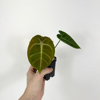 Anthurium magnificum/'Silver Blush' x unknown [#2077]
