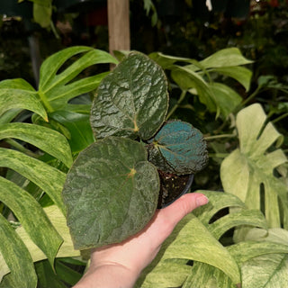 Begonia 'Steve's Leaves Black Hole Sun' [#1926]