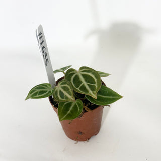 Anthurium 'Brielle'/'Michelle' x self - 3 Seedlings [#1655]