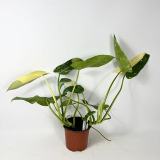 Philodendron 'Jose Buono' (Texas Form) [#2347]