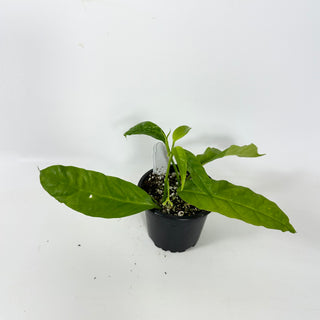 Hoya solokensis [#2405]