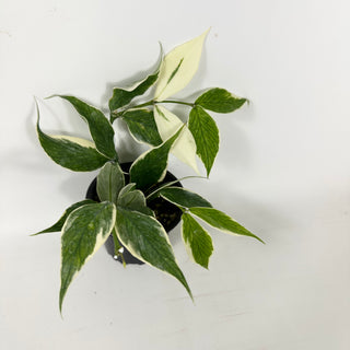 Hoya polyneura (outer variegated) [#1727]