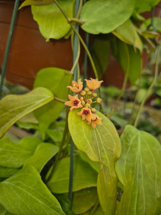 Hoya cominsii