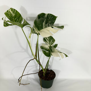 Monstera deliciosa var. borsigiana albo-variegata [#1533]